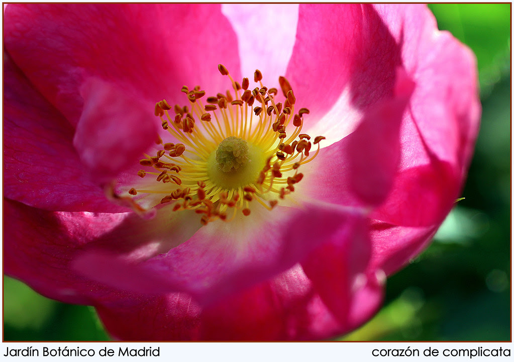 corazón de complicata-001