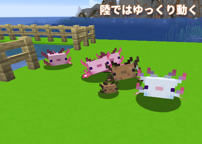 マイクラ ウーパールーパーの生態調査 洞窟アプデで実装されたmob マイクラモール