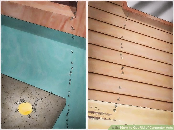 Get Rid of Carpenter Ants Step 5 Version 4.jpg