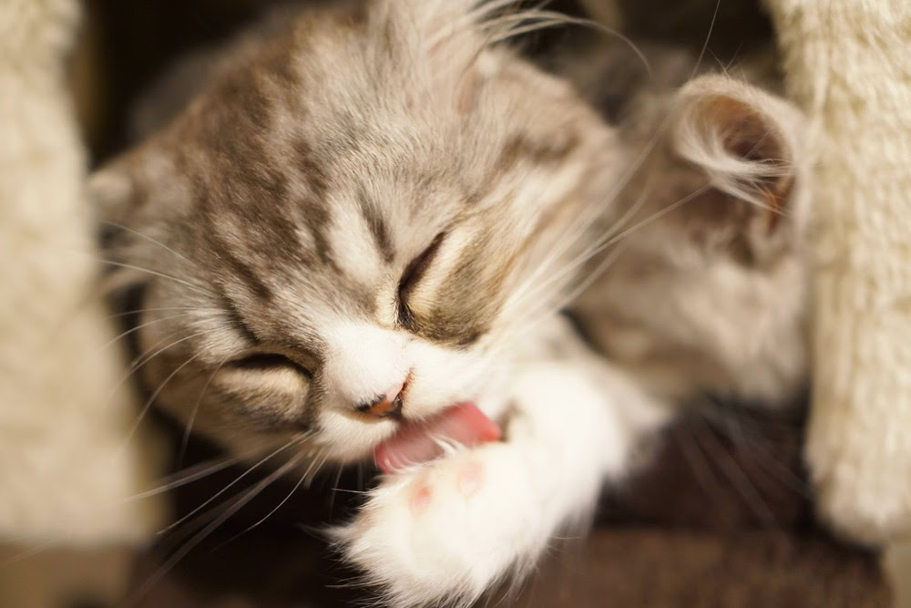 猫を飼う その前に準備しておきたいこと 猫の総合情報サイト ペットスマイルニュースforネコちゃん