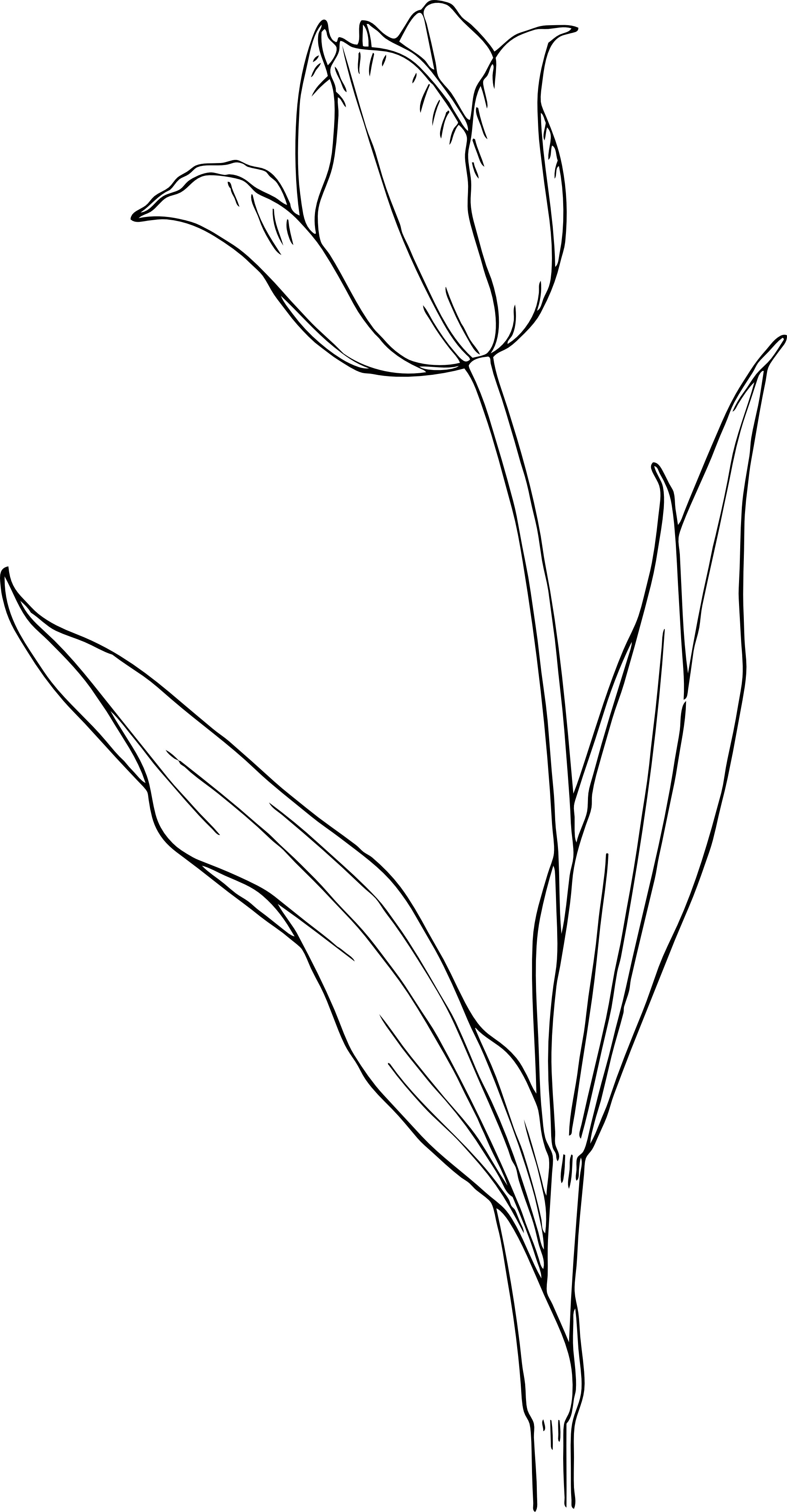 Contoh Mewarnai Bunga Tulip Pewarna f