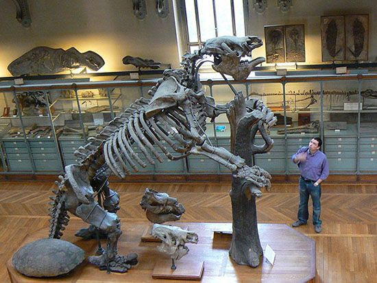 El esqueleto de un perezoso gigante en comparación con un ser humano.