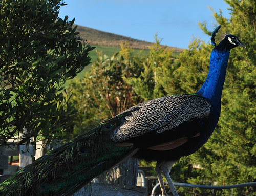 peacock01
