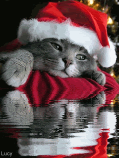 0297.gif Cute kitty image by Pimkin