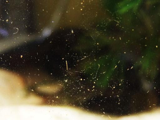 稚魚水槽の微生物たち のんびりせいかつ日記 楽天ブログ