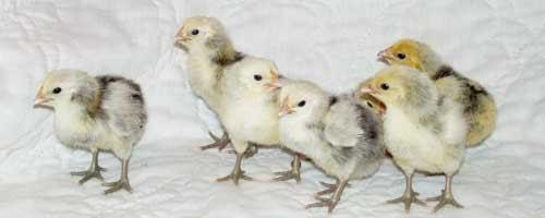 Hamburg 1 - chicken Breeds | ქათმის ჯიშები ...