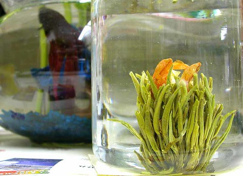 jasmine tea tree