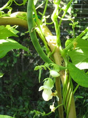 Green bean