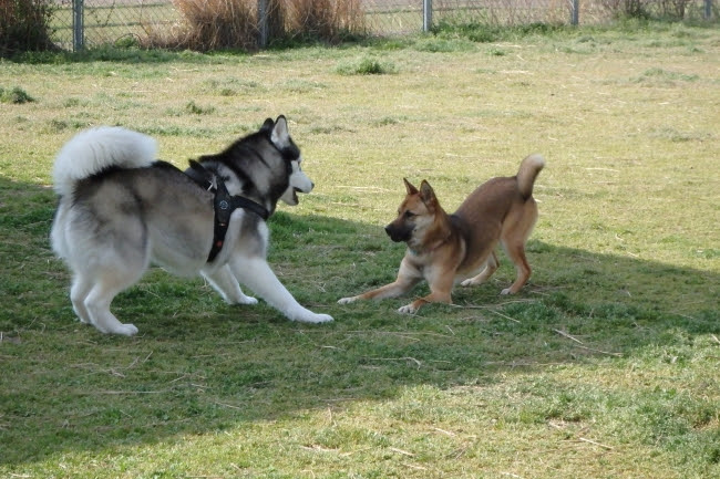 楽しいじゃれ合い 鳥取のドッグラン 犬猫譲渡会のことならビンチェーロのお知らせブログへ
