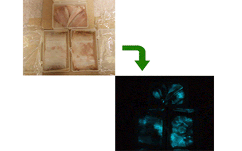 発光バクテリアのはなし