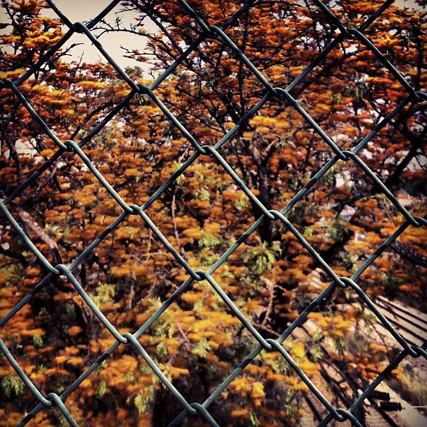 Rede com árvore por trás