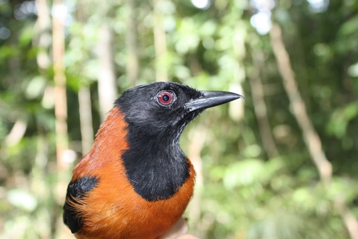 amazing birds