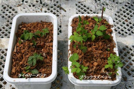 Berry S Water Gardenブラックベリーの挿し木