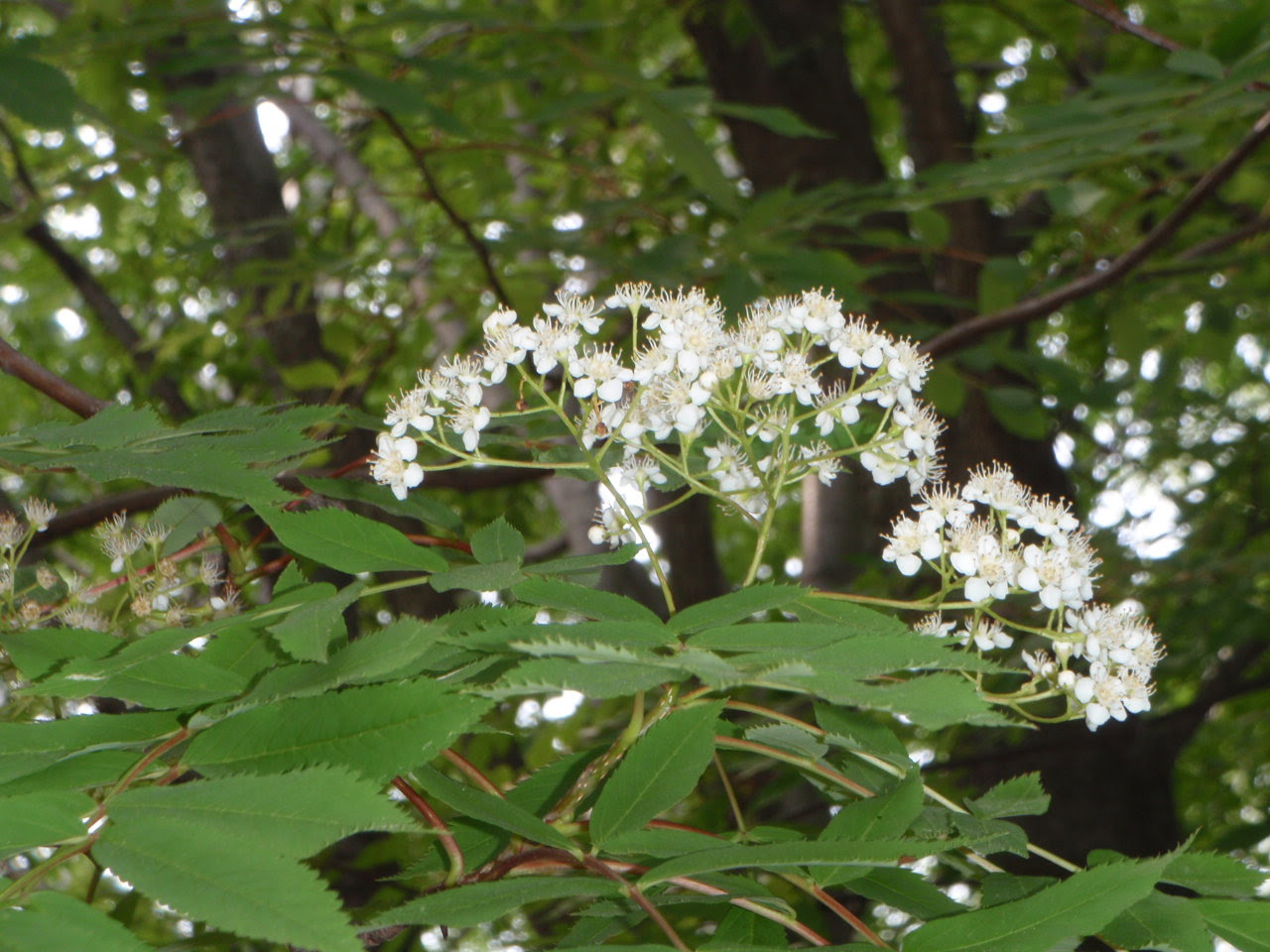 白い花の競演 円山公園