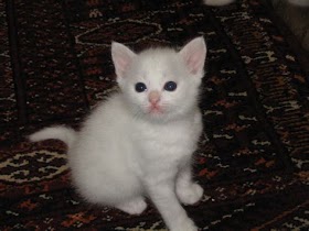Adorable White Kittens - The Cutest Pet To Have In 2023
