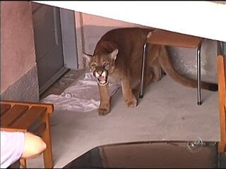 Brazilian man finds jaguar in his garage when leaving for work Thursday morning.