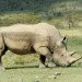 rhino horn, conservation, white rhino, rhino medicine, rhino china, rhino vietnam, pembient