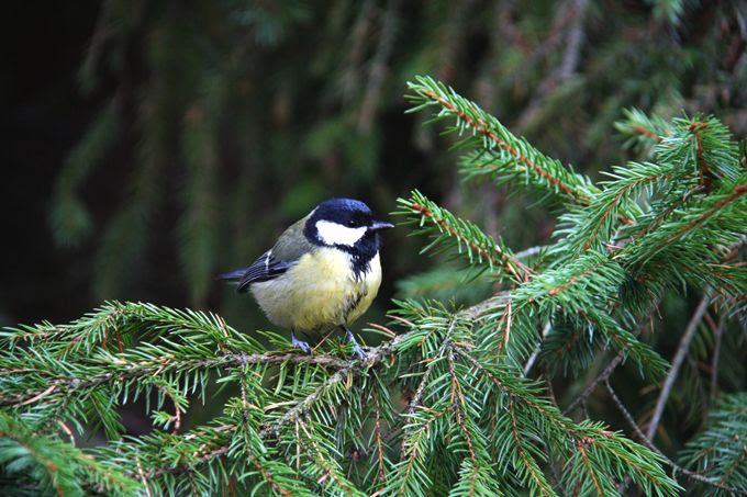  photo seurasaari325_zps133b124e.jpg