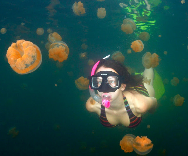 Jellyfish Lake, Palau