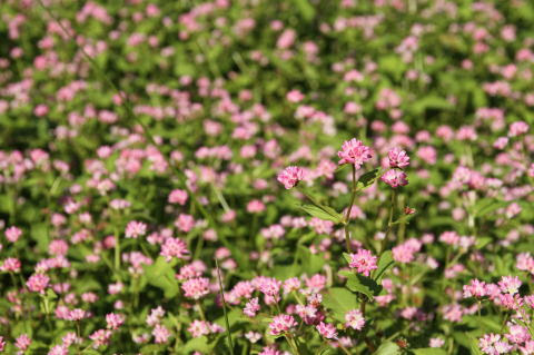 秋の密やかな花園 ミゾソバ 溝蕎麦 タデ科 Polygonum Thunbergii 10 10 24 旧福江市小田 分布 北海道 九州 花の時期 ７ １0月 花の直径 ３ミリぐらいか 川べりや用水路の脇 池のまわりなどの水辺や湿った場所に群生しています 夏から秋