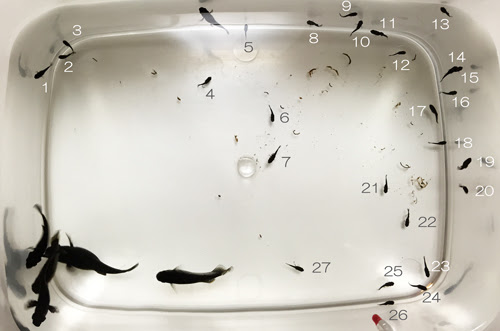 ブラックモーリー稚魚カウントしました Paso Usa S Blog