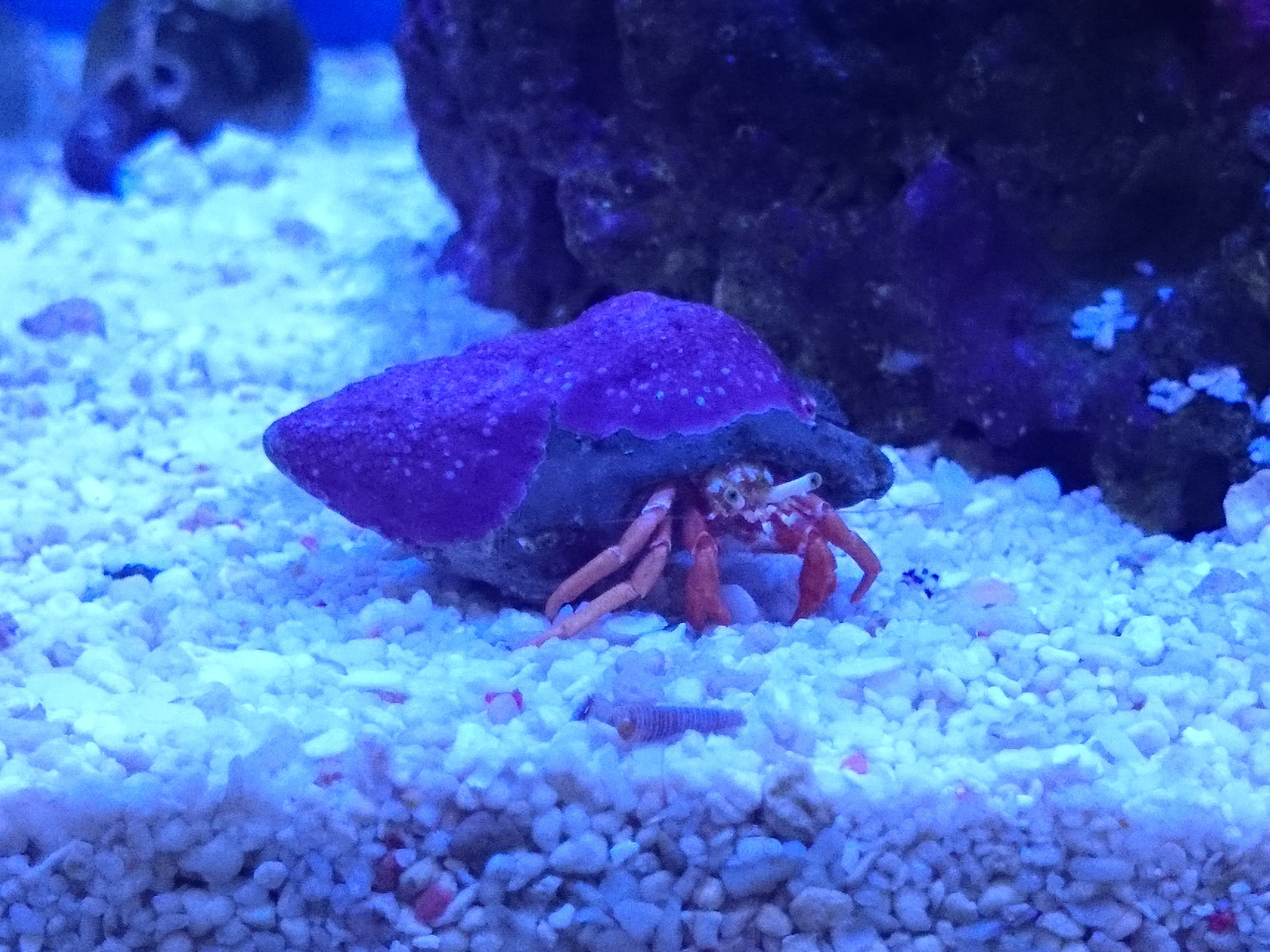 ヤドカリの色揚げ に着手してみました 30cm水槽の海水魚飼育