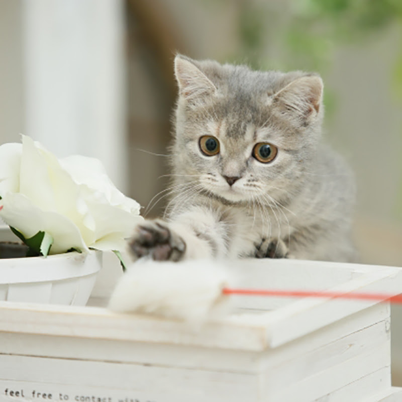 甘えん坊な猫の種類おすすめ8猫種 べったり甘える猫の特徴とは