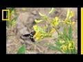 National Geographic Live! - People, Plants and Pollinators