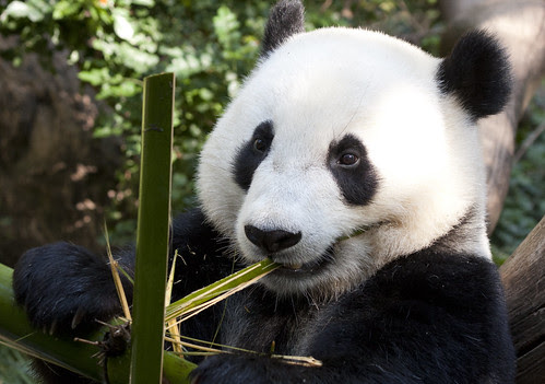 baby panda pictures