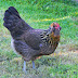 Pictures Of Ameraucana Pullets : Lavender Ameraucana Chicks For Sale Feather Lover Farms / Our line of ameraucana pullets usually begin to lay right around 22 weeks of age.