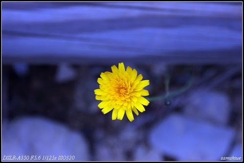 DSC06051_nEO_IMG