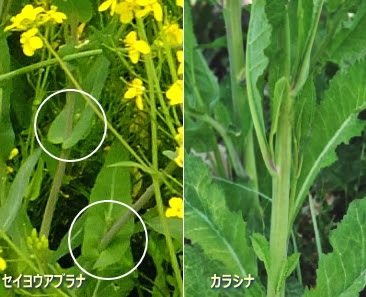 河川敷の菜の花 心のゴルフ Spiritual Ascension Of Golf