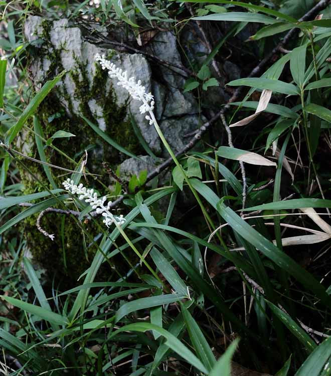 ２０１４年 ９月１１日 シロバナヤブラン 純白の花を付けたヤブラン２株 林中で同行のtさんが見つけられました Fujifilm X 14 9 7 撮影 シロバナヤブラン Liriope Muscari F Albiflora 白花藪蘭 キジカクシ科 ヤブラン属 花期は ９月