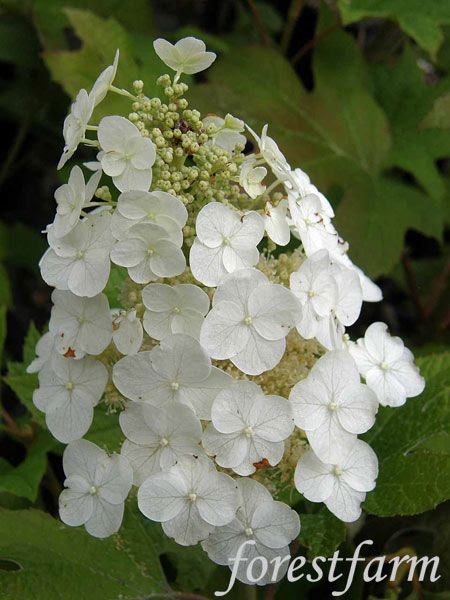 Hydrangea quercifolia 39;Ruby Slippers39;  cottage exterior and yard  P