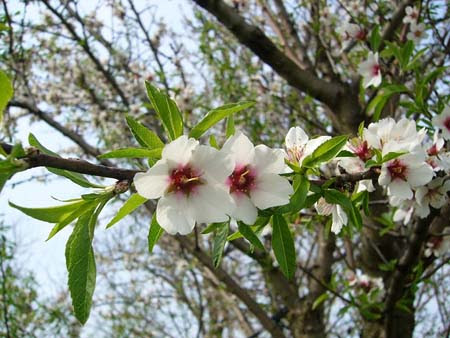 アーモンドの育て方 庭植え 梅雨の時期を上手く乗り切ります