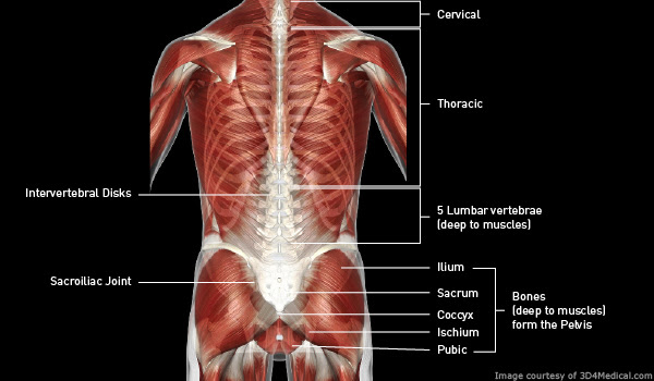 Terapia Ernia