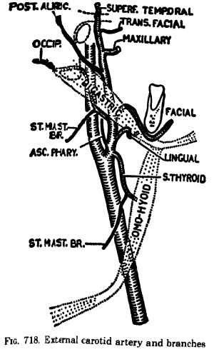 arteries in neck and head. to the Head and Neck