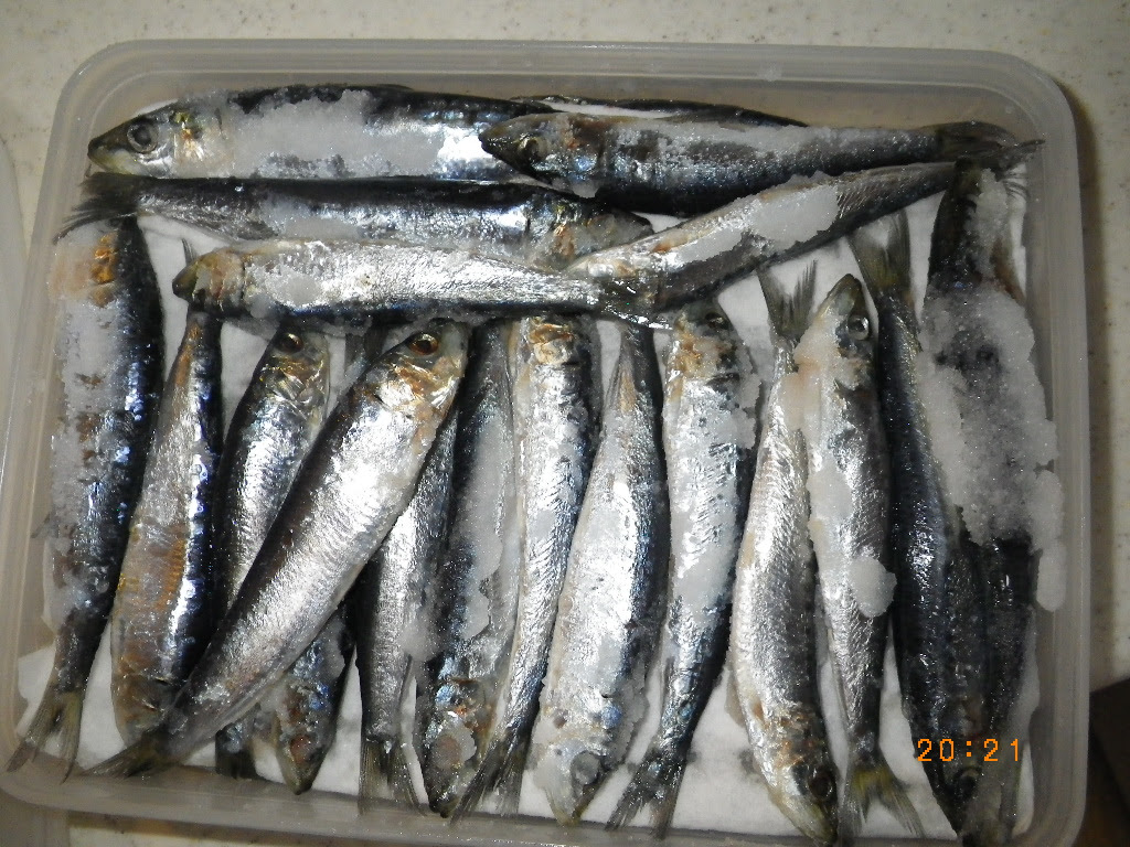 アーカイブkakokiji １ 塩イワシ 楽しく投げ釣り マジに投げ釣り