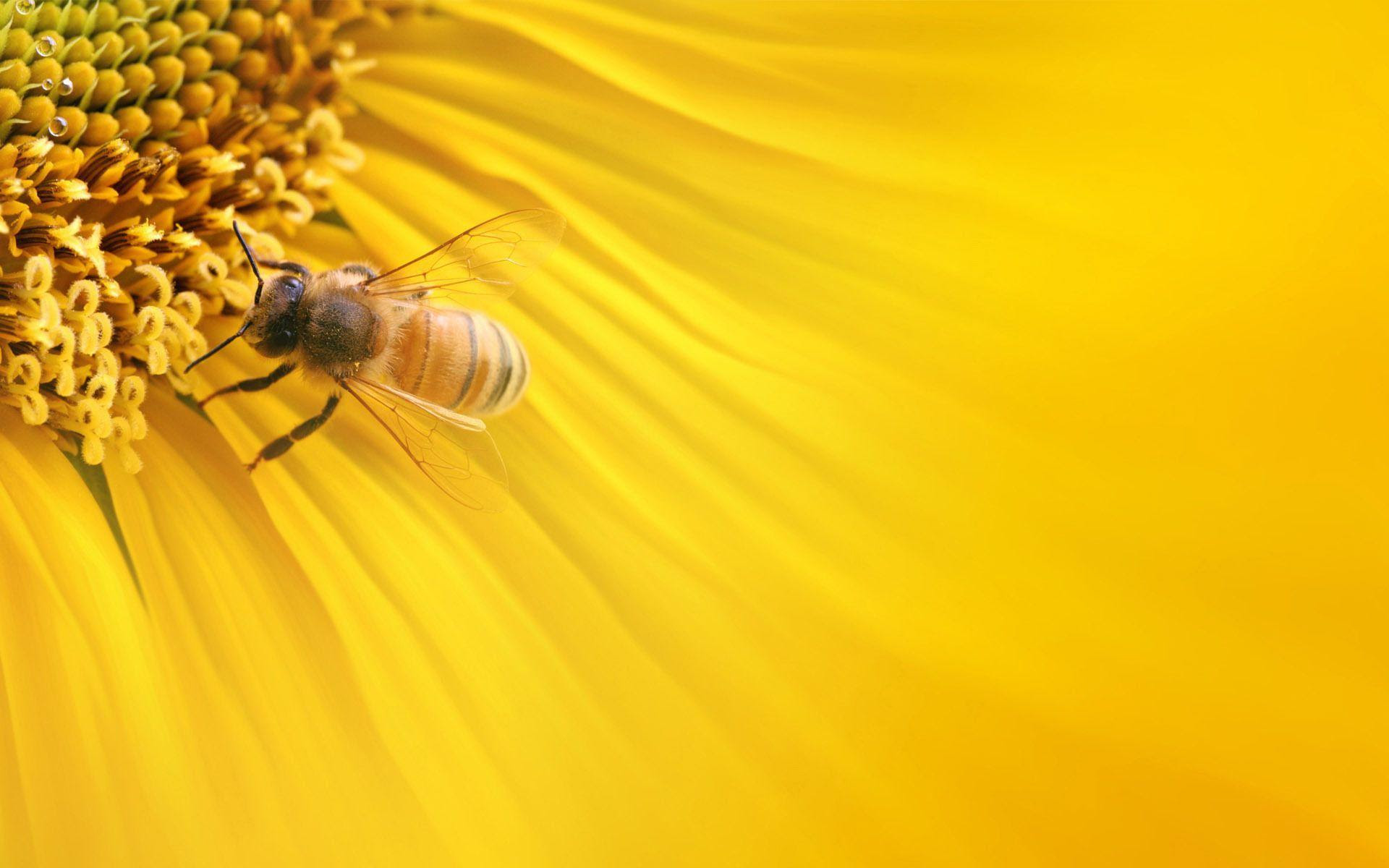 Download Bee Wallpapers - Wallpaper Cave