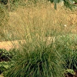 46+ Deschampsia Cespitosa Goldschleier Gif