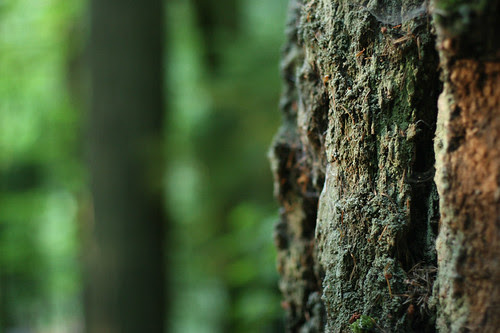 Tree Detail