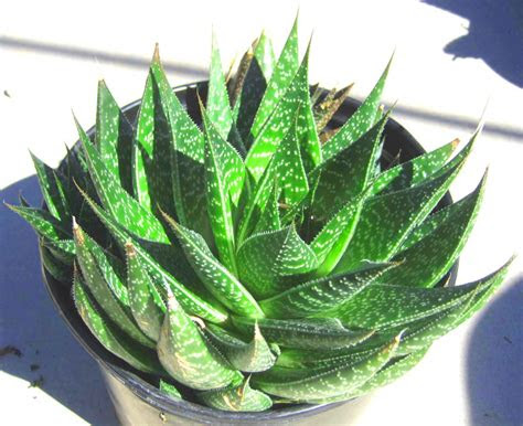 Alia hoyt & jessica root, planet green | updated: Aloe Vera | Phoenix | Scottsale | Envirogreen Landscaping