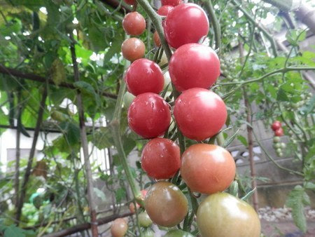 トマト 地植え 支柱の立て方