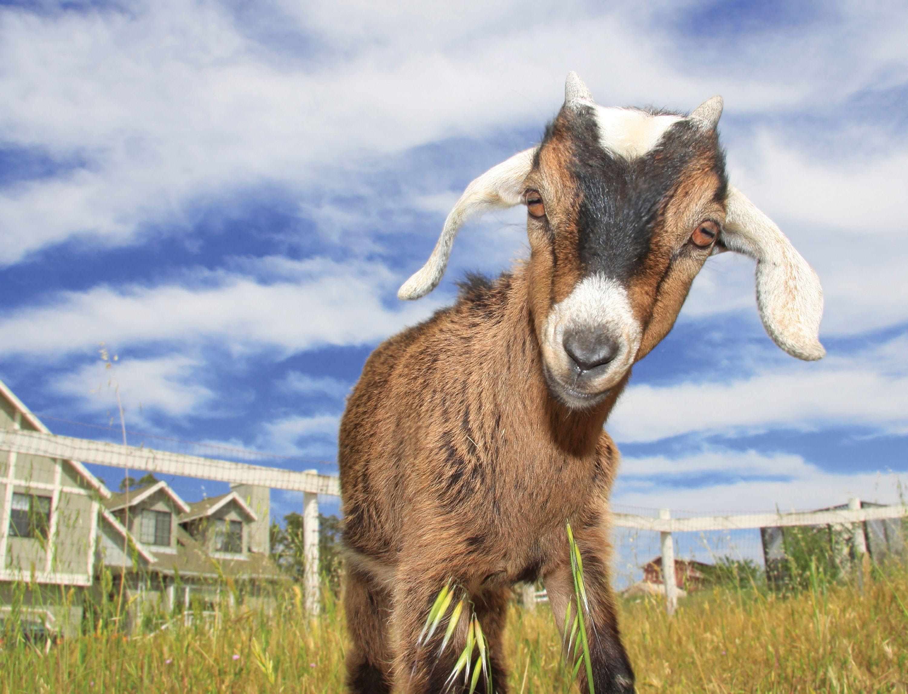 Goats Wallpapers Wallpaper Cave Afalchi Free images wallpape [afalchi.blogspot.com]