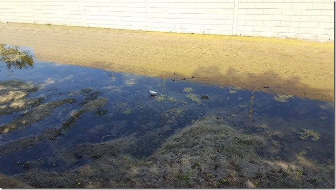 baby ducks running blog (800x450)