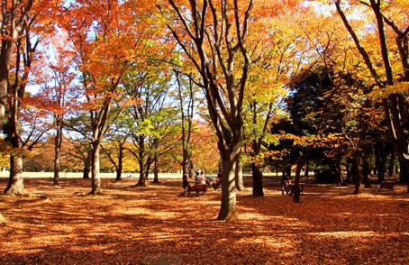 フリー素材写真代々木公園5
