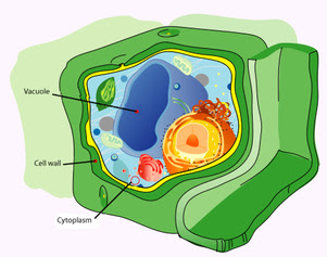 Located in the Cytoplasm - Eukaryotic Cell Organelles
