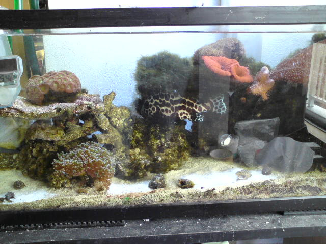 Gw中に水槽の大掃除 藻の繁殖をとめられるのか カクレクマノミ と ワタシ ｍｙ Ordinary Days And My Aqua Life Goricci
