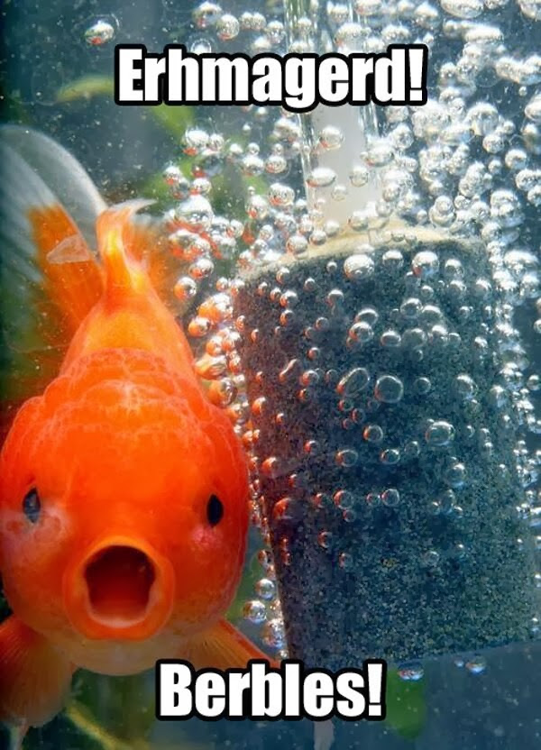 30 Funny animal captions - part 19 (30 pics), funny goldfish ith caption, fish meme, erhmagerd meme