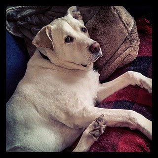 No Mommy, this is not your #NAP pillow and blankie... #bigdog #love #dogstagram #cute #labmix